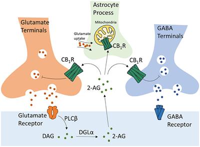 Cannabinoids and monoaminergic system: implications for learning and memory